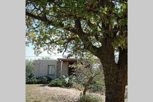 Kea House | Cottage amidst vines and Oak Trees