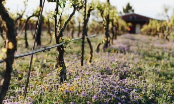Millersview House | Cozy Camper On Famous Lake and Vineyard