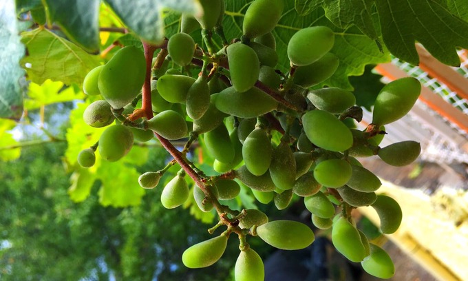 Tanagra House | "Dacha" Summer House