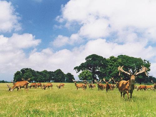 Thorpe Market House | Deer Park Lookout - E3928