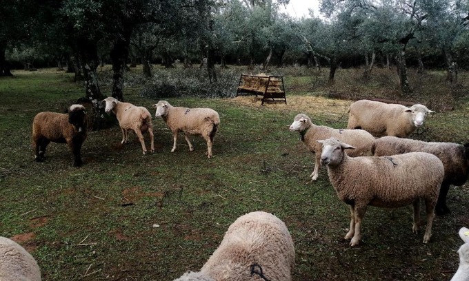 Constantina Apartment | EL VENERO DE MOSTOLES