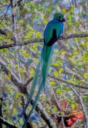 Copey Ski Chalet | Finca Virche