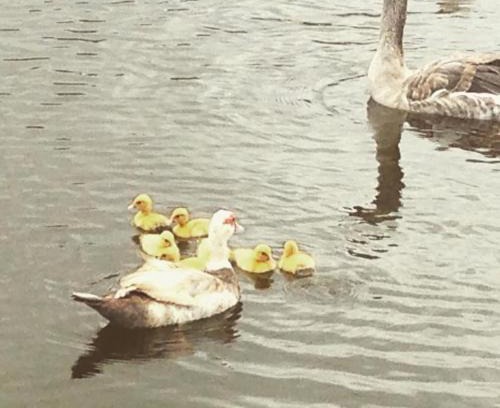 Novo Gravata Apartment | Flat no Winterville em Gravata