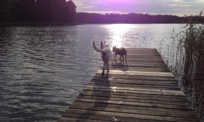 Klosterwalde Apartment | Forsthaus Metzelthin - vacation with your dog