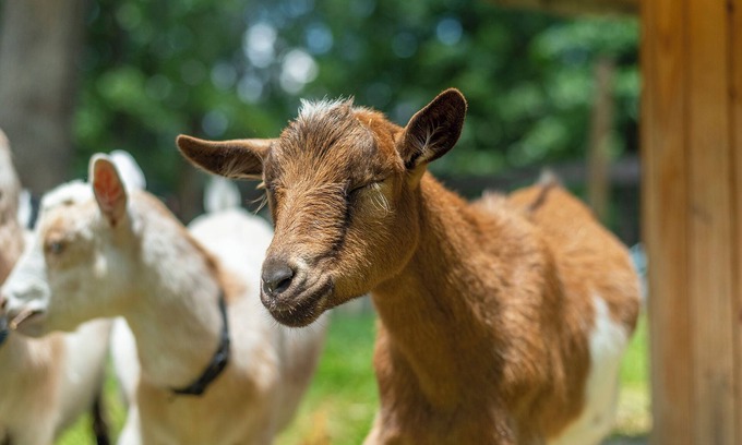 Weaverville House | Funtastic Retreat! PS5, View, Goats, Hot Tub, Karaoke!