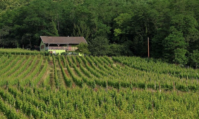 Bergheim Apartment | Gîte du Weinbaum in Bergheim