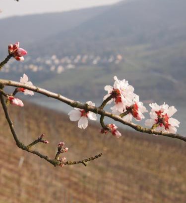 Mainz-Bingen Hotel | Gastehaus Weingut Rossler