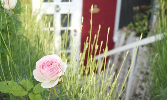 Gonsenheim Apartment | "Gemütlich" 1-Zimmer Apartment nah am Wald