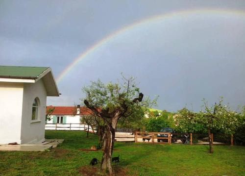 Formello Bed & Breakfast | Gli olivi