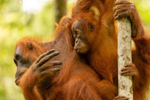 Bukit Lawang Hotel | Green soul guest house only book trekking with us