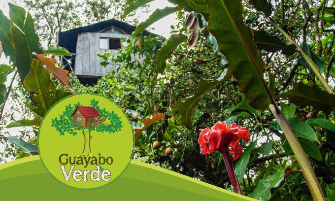 Pacto Other | Guayabo Verde