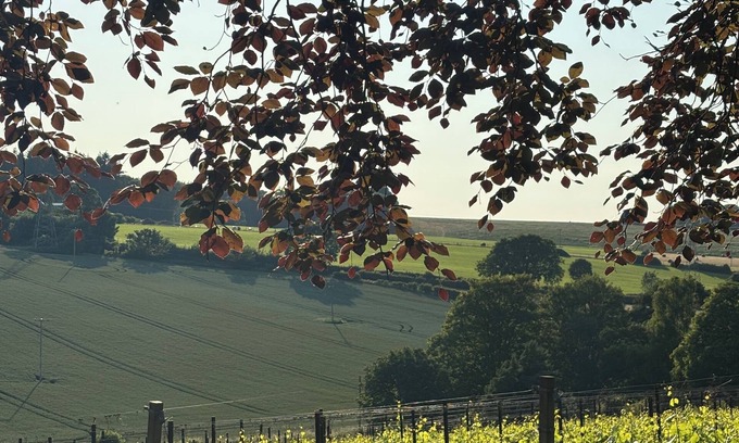 Pett Bottom House | Humphrey's cottage at Gorsley Vineyard