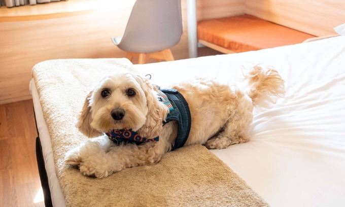 Concepcion Hotel | ibis Concepcion