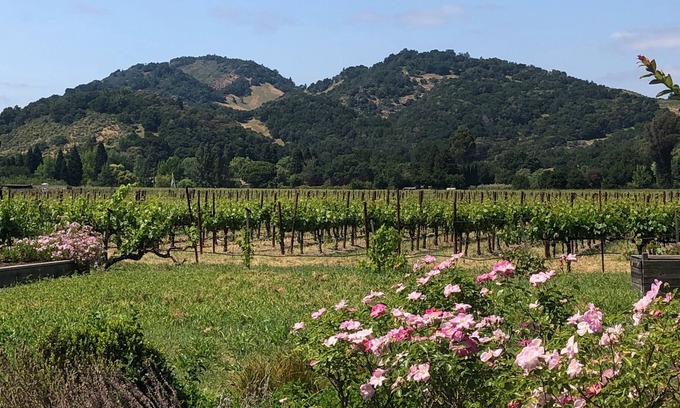 Oak Knoll House | In the heart of Napa Valley…Fabulous Property, Fabulous Location!