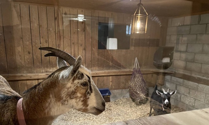 Paint Lick House | Kentucky Inn and Horse Farm. Stable Suite, with window looking into the Goat Stall
