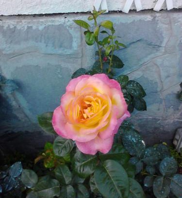 Val Graveglia Apartment | L'Erbetta fra le Cinque Terre e la Val di Vara