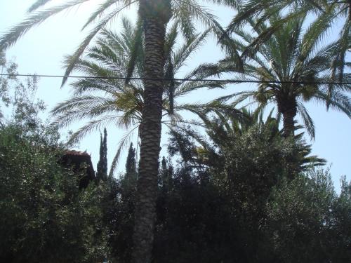 Rishon LeTsiyon Cabin | Lisa's Farm Place