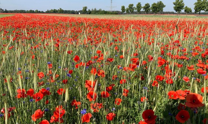 Lubben House | Lutki Dom