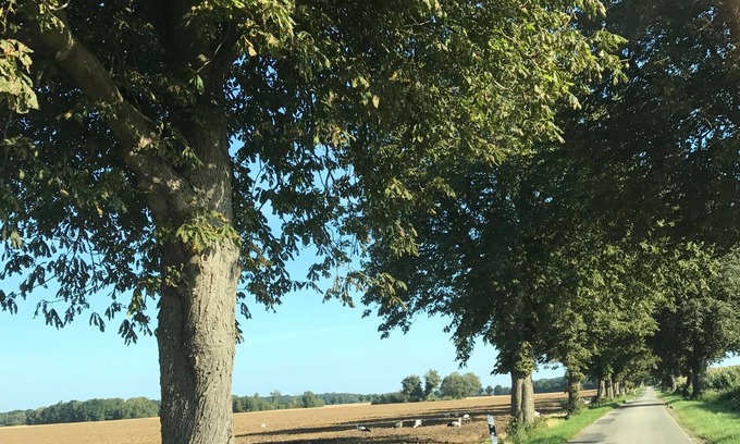 Boddin Apartment | Luxurioese Ferienwohnung in Boddin mit Garten