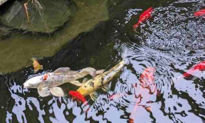Paukaa Bed & Breakfast | Magic Skies Koi Pond View Handicap Accessible Room