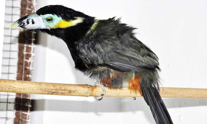 Papucaia House | NS CAMP (OUR DREAM)