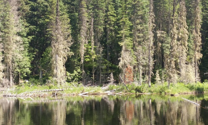 Nordman Cabin | Priest Lake Reeder Bay Retreat on 3 Acres 3 Bedroom 2 Bath Sleeps 8