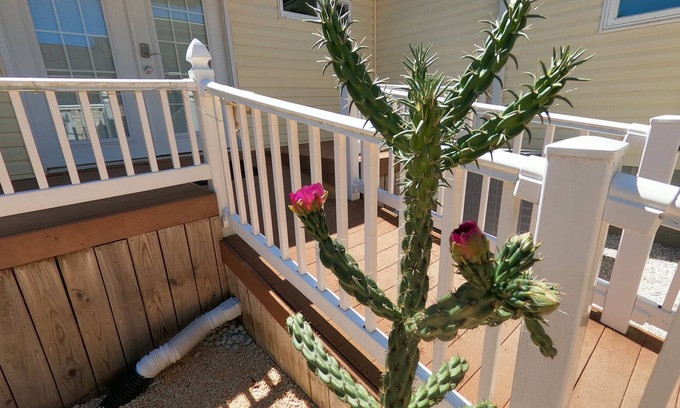 Long Neck House | RANCH WITH CACTUSES