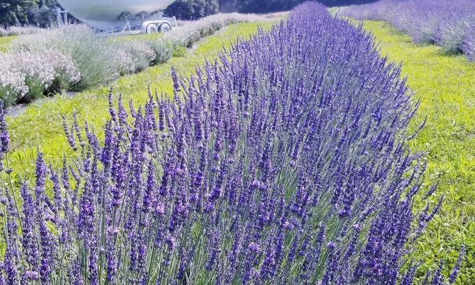 Greenwich Cabin | Relaxing Lavender Farm Cabin Studio Apt. (pet friendly)