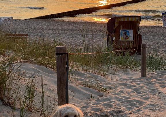 Graal Mueritz Apartment | Residenz Lausitz - Apartments für Urlaub mit Hund