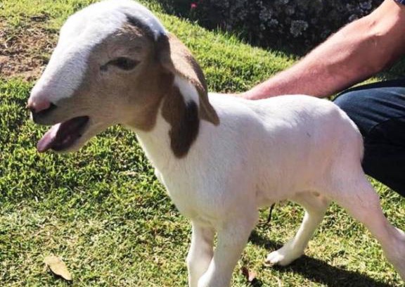 Aguas da Prata House | Sítio no interior de SP para curtir a Natureza