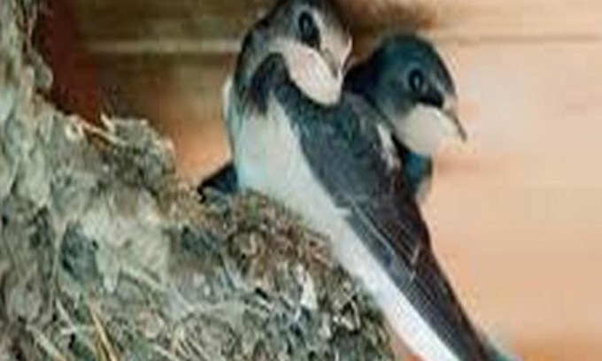 Bretzenheim House | Schwalbennest