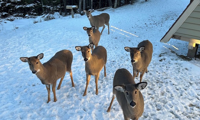 Snowshoe House | Shamrock w2 queen beds. Pet friendly and Ski out. You’ll feel lucky!
