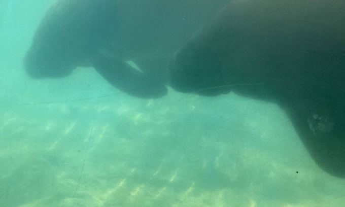 Homosassa House | Sweet retreat in the springs home near 19 on quiet, secluded half acre