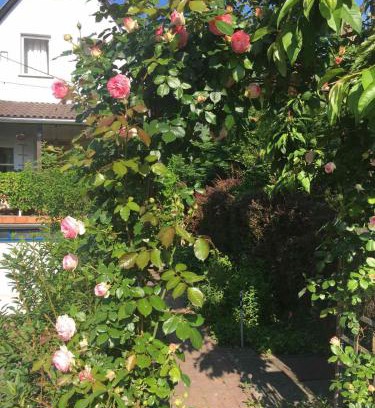 Szentendrei Apartment | Szalonka apartman