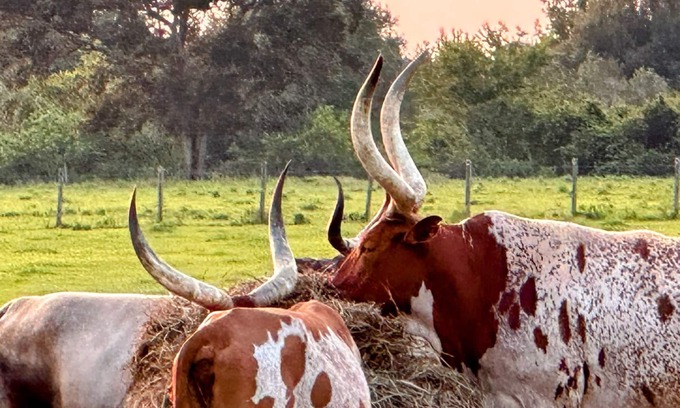 River Ranch House | Taste of country Unit #9 by PMI
