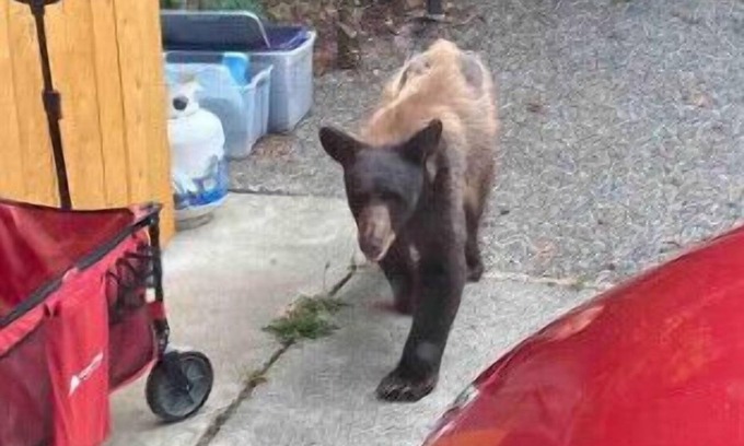 Hobart House | Taylor Creek Hideway