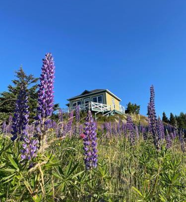Trinity East House | The Crows Nest Studio in Trinity East