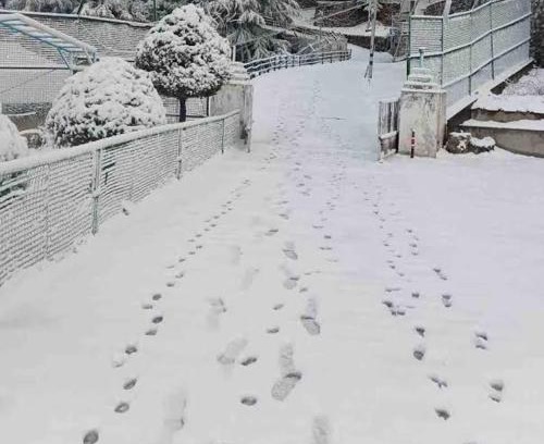 Dhanaulti Hotel | The Devan Wood Resort