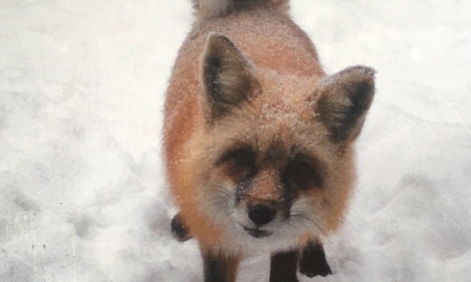 Alma House | The Fox Den is the perfect cabin for a couples get away near Breckenridge CO.
