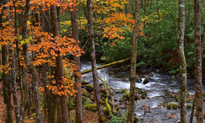Robbinsville Cabin | The Owl's Perch - Backwoods glamping cabin over amazing creek