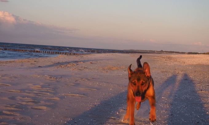 Ostseebad Prerow Apartment | Vacation apartment/apartment for 2 guests with 45m² in Prerow (76255)