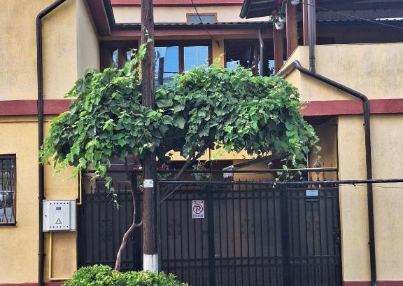 Constanta House | Vila Trandafir