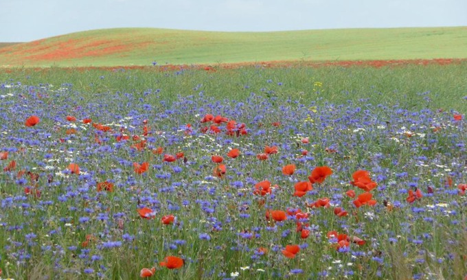 Strehlow House | Villa Lea Lee