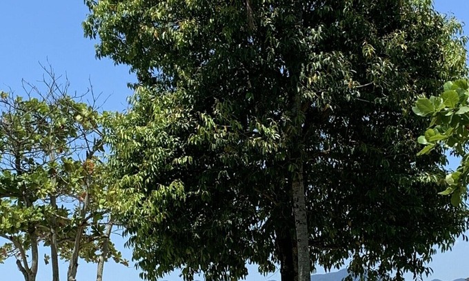 Ipiranga Apartment | Vista para o mar, localização ótima perto do centro