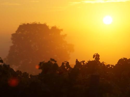 Mainz-Bingen Apartment | Weingut Michael Grünewald Söhne
