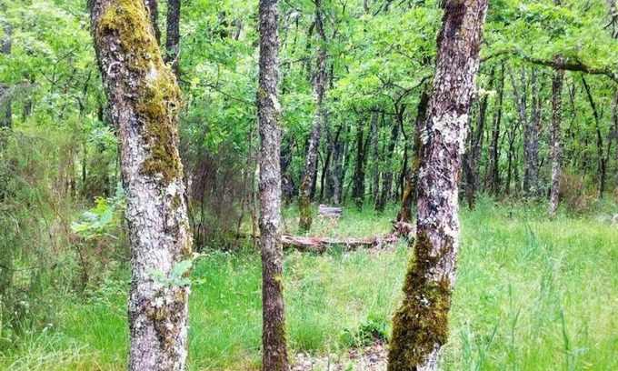 Belaye House | Wooden holiday home in the heart of an oak forest