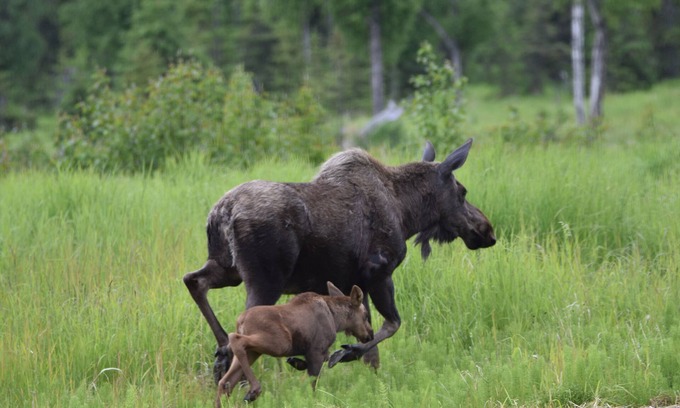 Fritz Creek House | You have to get out-of-town to see the wildlife