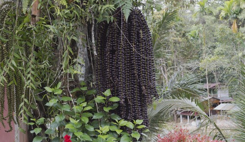 Economy Room, Non Smoking, Garden View