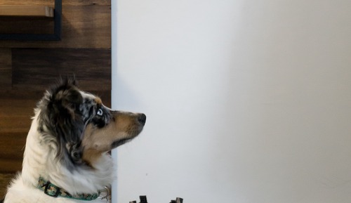 One bedroom Suite (Dog Friendly)