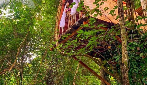 Exclusive Tree House